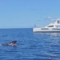 Dolphin & Whale Watching