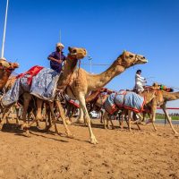 Cultural Tours