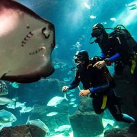 Shark Diving
