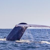 Boat Tours
