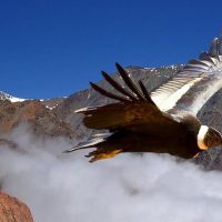 Half-day Tours
