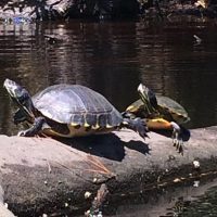 Boat Tours