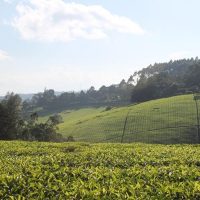 Coffee & Tea Tours