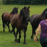 Horseback Riding