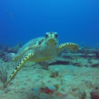Snorkeling