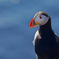 Cruises, Sailing & Water Tours