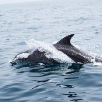 Cruises, Sailing & Water Tours