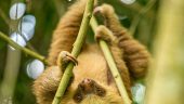 Fantastic sloth tour!