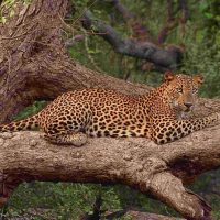 Nature & Wildlife
