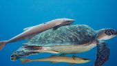 Fantastic Diving Experience