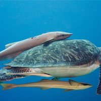 Scuba Diving