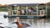 Lovely hippos sightings