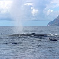 Cruises, Sailing & Water Tours