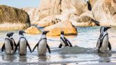 An Unforgettable Cape Town Experience!