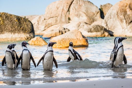 Hanukkah in Cape Town