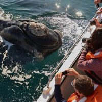 Cruises, Sailing & Water Tours