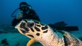 introduce dive