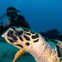Scuba Diving