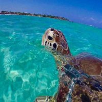 Snorkeling
