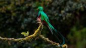 Amazing Cloud Forest Tour