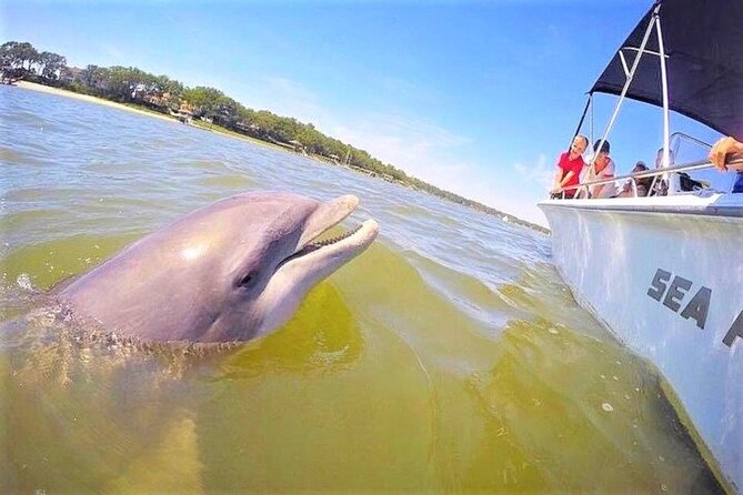 dolphin tours hilton head south carolina