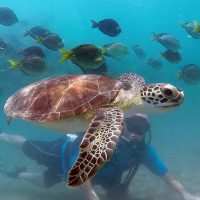 Scuba Diving