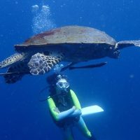 Cruises, Sailing & Water Tours