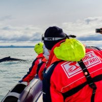Jet Boats & Speed Boats