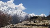 Treks in Nepal with The Great Adventure Treks & Expedition & Mr. Mani
