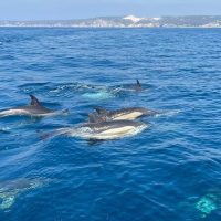 Dolphin & Whale Watching