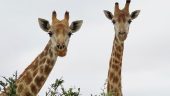 Safari wine and beer tour