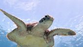 Fun Mix of Kayaking, Hiking, and Snorkeling
