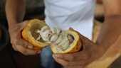 Coffee and Chocolate Tour Experience