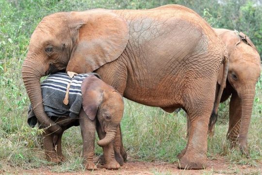 Valentine's Day in Kenya