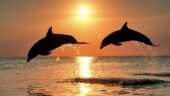 Excellent evening seeing dolphins in the wild