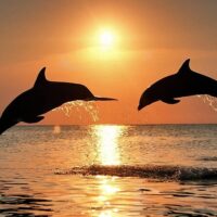 Cruises, Sailing & Water Tours