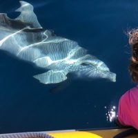 Dolphin & Whale Watching