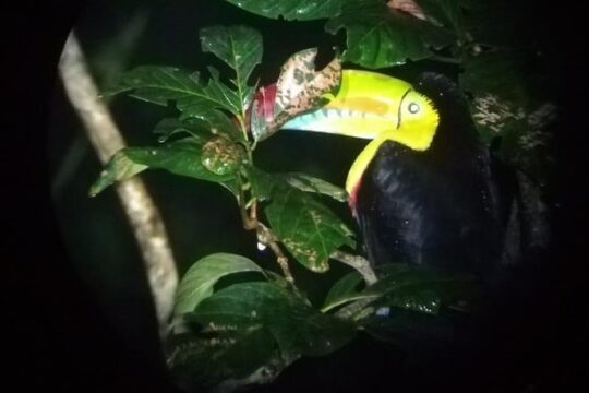 Valentine's Day in Monteverde
