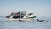 Exhilarating whale watching in Victoria BC