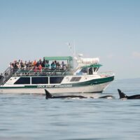 Dolphin & Whale Watching