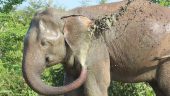 Excellent activity whilst in Sri Lanka!