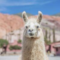 Day Trips & Excursions