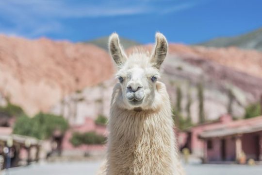 New Year’s Day long weekend in Salta