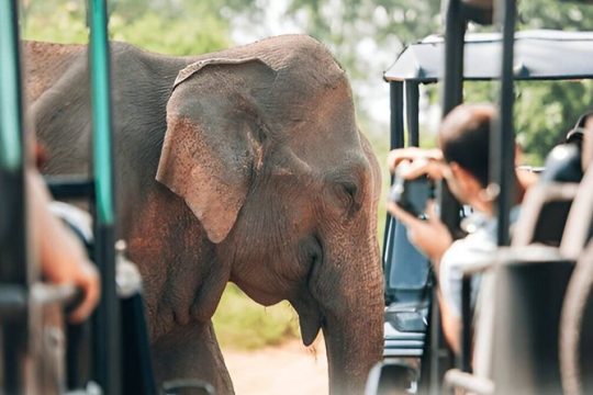 Valentine's Day in Sri Lanka