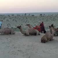Safaris