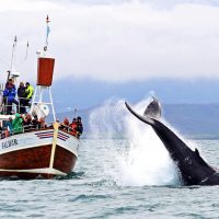 Nature & Wildlife