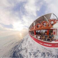 Dolphin & Whale Watching