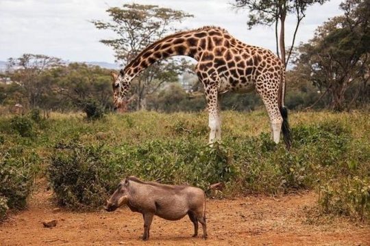 Hanukkah in Kenya
