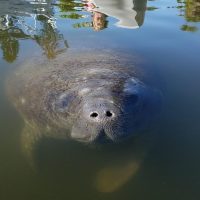 Boat Tours