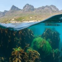 Snorkeling